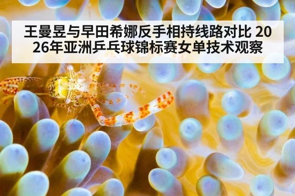 王曼昱与早田希娜反手相持线路对比 2026年亚洲乒乓球锦标赛女单技术观察